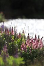 Cámara réflex Canon EOS 850D + objetivo IS de 18-55 mm - Imagen 6