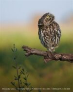 Cámara sin espejo Sony Alpha 6700 E 18-135 mm f/3,5-5,6 OSS negra - Imagen 6