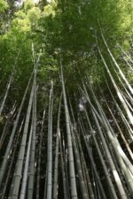 Objetivo híbrido Canon RF-S 18-150 mm f/3,5-6,3 IS STM - Imagen 8